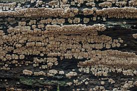 Attēlu rezultāti vaicājumam “Xylobolus frustulatus”