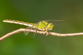 Attēlu rezultāti vaicājumam “Ophiogomphus cecilia”