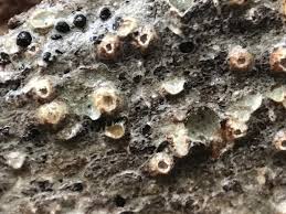 Attēlu rezultāti vaicājumam “Thelotrema lepadinum”