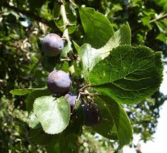 Attēlu rezultāti vaicājumam “Prunus domestica subsp. domestica leaf”