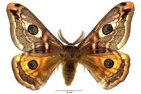 Attēlu rezultāti vaicājumam “Saturnia pavonia eggs”