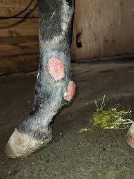 Image result for "proud flesh"