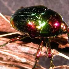 Attēlu rezultāti vaicājumam “Curculionidae”