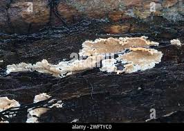 Attēlu rezultāti vaicājumam “Steccherinum ochraceum”