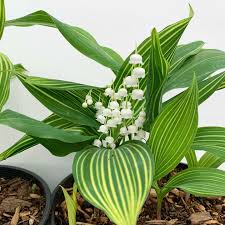 Attēlu rezultāti vaicājumam “Convallaria majalis leaf”