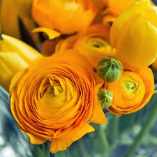 Attēlu rezultāti vaicājumam “Ranunculus elatior flower”