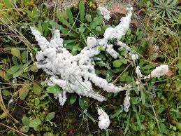 Attēlu rezultāti vaicājumam “Fuligo cinerea”