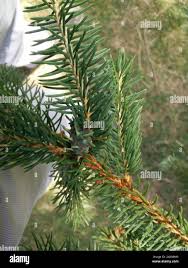 Attēlu rezultāti vaicājumam “Sacchiphantes abietis”