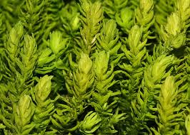 Attēlu rezultāti vaicājumam “Anomodon”