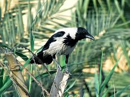 Attēlu rezultāti vaicājumam “Corvus cornix juvenile”