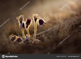 Attēlu rezultāti vaicājumam “Pulsatilla pratensis bud”