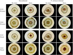 Attēlu rezultāti vaicājumam “Lignydium muscorum macro”