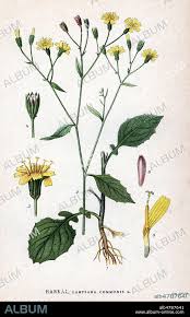 Attēlu rezultāti vaicājumam “Lapsana communis”