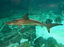 Image result for Carcharhinus brevipinna