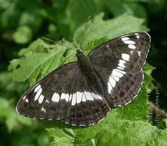 Attēlu rezultāti vaicājumam “Limenitis camilla”