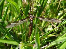Attēlu rezultāti vaicājumam “Epiphragma ocellare”