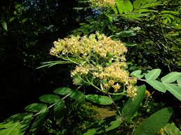 Attēlu rezultāti vaicājumam “Sorbus aucuparia”