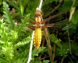 Attēlu rezultāti vaicājumam “Libellula depressa female”