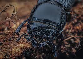 Attēlu rezultāti vaicājumam “Ceruchus chrysomelinus”