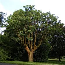 Attēlu rezultāti vaicājumam “Laburnum alpinum leaf”