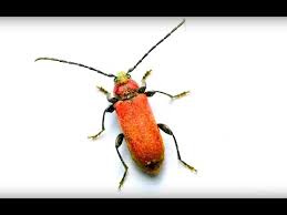 Attēlu rezultāti vaicājumam “Criocephalus rusticus”