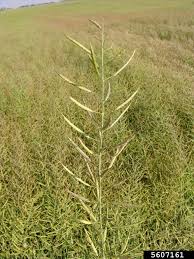 Attēlu rezultāti vaicājumam “Brassica napus fruit”