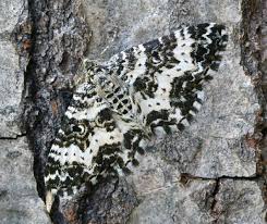 Attēlu rezultāti vaicājumam “Epirrhoe tristata imago”