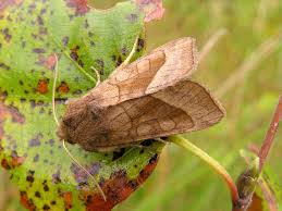 Attēlu rezultāti vaicājumam “Hydraecia micacea”