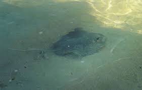 Image result for Hypanus longus