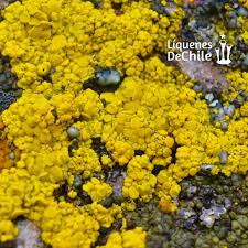 Attēlu rezultāti vaicājumam “Candelariella sp.”