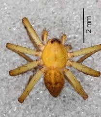 Attēlu rezultāti vaicājumam “Pisauridae”