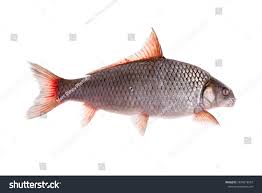 Image result for Carpiodes carpio