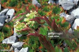 Attēlu rezultāti vaicājumam “Jovibarba globifera fruit”