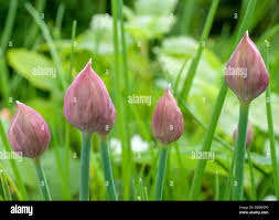 Attēlu rezultāti vaicājumam “Allium schoenoprasum bud”