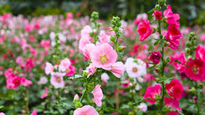 Image result for Alcea rosea `Appleblossom`