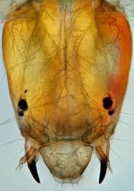 Attēlu rezultāti vaicājumam “Chironomidae imago”