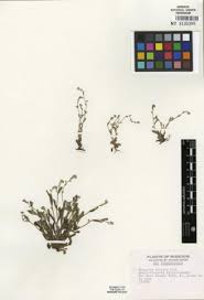 Attēlu rezultāti vaicājumam “Myosotis stricta”