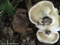 Attēlu rezultāti vaicājumam “Lactarius bertillonii”