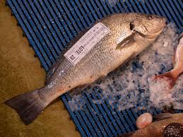 Image result for Umbrina cirrosa