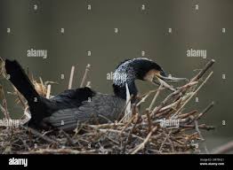 Attēlu rezultāti vaicājumam “Phalacrocorax carbo nest”