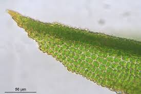 Attēlu rezultāti vaicājumam “Bryoerythrophyllum recurvirostrum sporophyte”