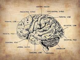 Image result for map of the brain