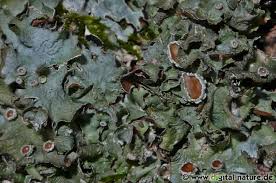 Attēlu rezultāti vaicājumam “Pleurosticta acetabulum”