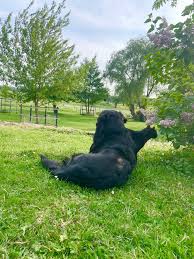 Image result for passivhaus schkortitz