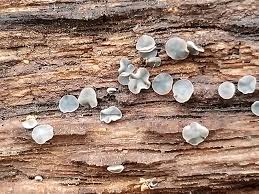 Attēlu rezultāti vaicājumam “Mollisia amenticola”