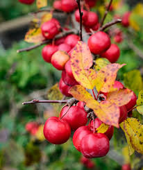 Attēlu rezultāti vaicājumam “Malus sylvestris”