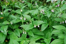 Image result for Symphytum officinale