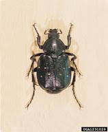 Attēlu rezultāti vaicājumam “Gnorimus variabilis”