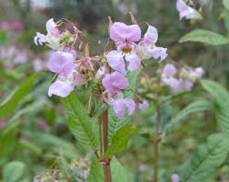 Attēlu rezultāti vaicājumam “Impatiens glandulifera flower”