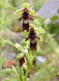 Attēlu rezultāti vaicājumam “Ophrys insectifera flower”